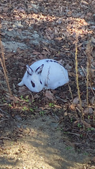 Oryctolagus cuniculus domesticus