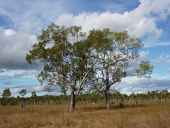 Eucalyptus acroleuca