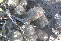 Escobaria tuberculosa