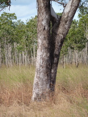 Eucalyptus acroleuca