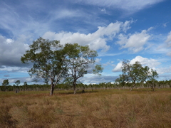Eucalyptus acroleuca