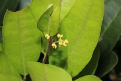 Notelaea ovata