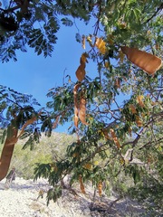 Albizia occidentalis