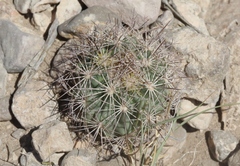 Escobaria tuberculosa