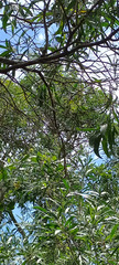Acacia spirorbis