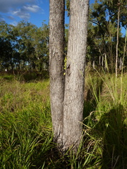 Eucalyptus leptophleba