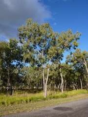 Eucalyptus leptophleba
