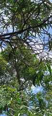 Acacia spirorbis