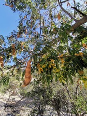 Albizia occidentalis