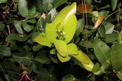 Notelaea ovata