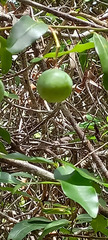 Melodinus phylliraeoides