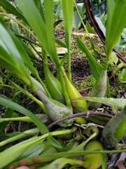 Prosthechea ochracea