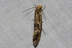 Moerarchis inconcisella