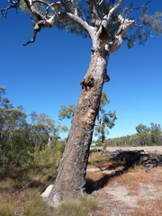 Corymbia serendipita