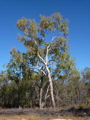 Corymbia serendipita