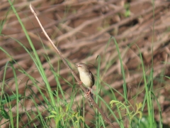 Prinia inornata