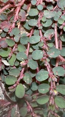 Euphorbia prostrata
