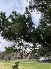 Taxus cuspidata