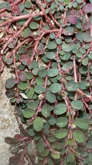 Euphorbia prostrata