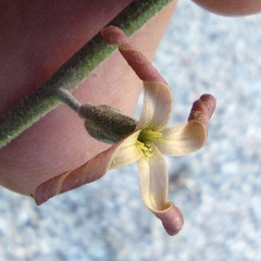 Lyrocarpa coulteri