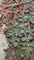 Euphorbia prostrata