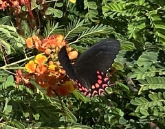 Parides photinus