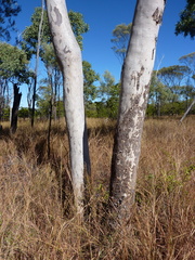 Corymbia gilbertensis