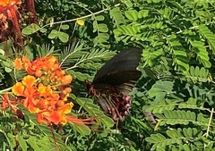 Parides photinus