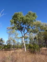 Corymbia gilbertensis