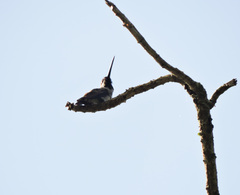 Heliomaster longirostris