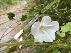 Calystegia tuguriorum
