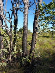 Corymbia setosa