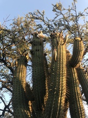 Trichocereus chiloensis chiloensis