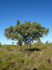Corymbia setosa