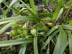 Prosthechea ochracea