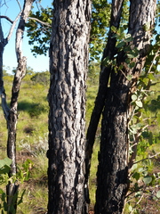 Corymbia setosa