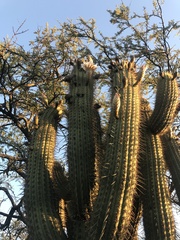 Trichocereus chiloensis chiloensis