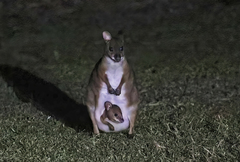 Thylogale stigmatica