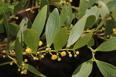 Acacia complanata