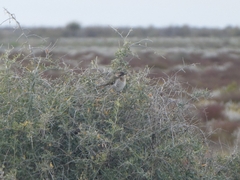 Chrysococcyx basalis