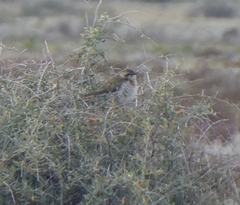 Chrysococcyx basalis