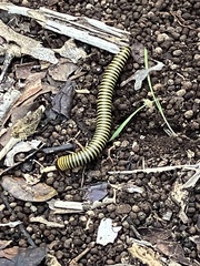 Anadenobolus monilicornis