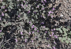 Tiquilia mexicana