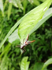 Micrathena sexspinosa