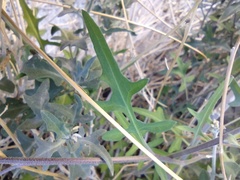 Lyrocarpa coulteri