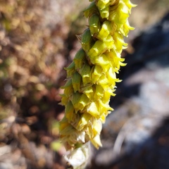 Deiregyne densiflora