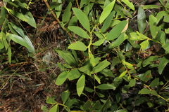 Acacia complanata