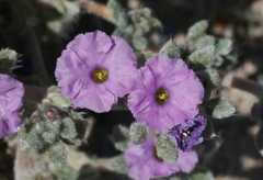 Tiquilia mexicana