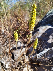 Deiregyne densiflora