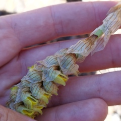 Deiregyne densiflora